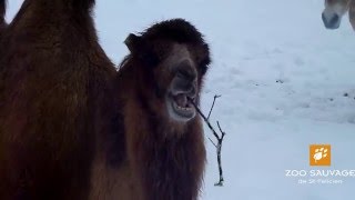 femelle chameau joue avec branche de sapin female Bactrian Camel plays with a fir branch Zoo sauvage