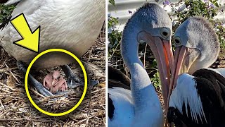 Pelican Couple Waited 6 Years For Babies And Finally They Watch An Egg Hatchva