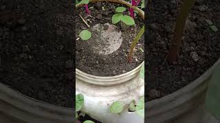 Compost N Grow Potൽ നട്ട ചീര ഉഷാർ🌱ഉള്ളിലെ കുപ്പിയിൽ കരിയിലപുല്ല്അടുക്കളവേസ്റ്റ്ഇട്ടു#CompostNGrowPot