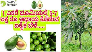 Butter Fruit 7lakh per acre..!!!! Extremely High Profits |