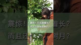 震惊！花苞横着长？而且还是地栽树月？【天狼说月季】