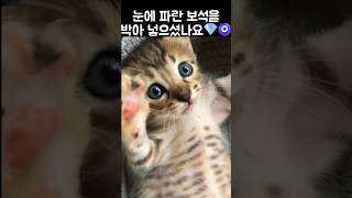 누가 길아깽이 눈🧿에 보석💎을 박아 놓았나/심쿵사 각