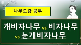 개비자나무 vs 비자나무 vs  눈개비자나무 : 무엇이 서로 다를까?