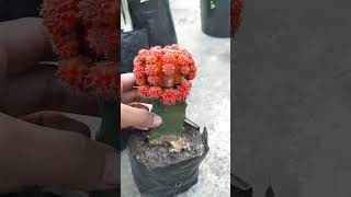 আরো একটি ক্যাকটাস মারা গেছে 😭 #আমারবাগান #mooncactus #cactus