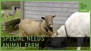 Life On A Special Needs Animal Farm