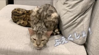 健康な猫がする咳はこういう感じ