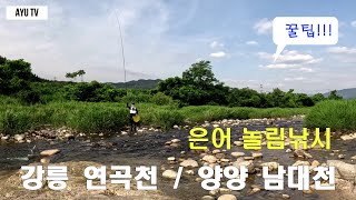 환상의 은어놀림낚시(동해안 강릉연곡천/양양남대천)♡꿀팁♡