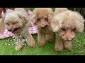 多頭飼いの日常【doggy box9月号開封】みんな大好きドギーボックス中身の紹介動画　【トイプードル】【トイプードル多頭飼い】【プードル】