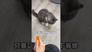 猫奴十三 平时说自己家猫咪一吃东西就伸爪子的宝子们，这条视频对你们有帮助#养猫经验分享 #科学养宠攻略 #新手养猫 懂喵的YOTA