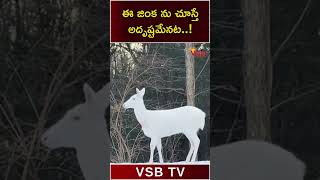 ఈ జింక ను చూస్తే అదృష్టమేనట #latestnews #vsbtv #telugu #vsbmedia #latest #lucky #shorts #animals