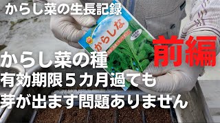 カラシナの生長記録　前編　【苗作り】【種蒔き～定植後まで】2022年8月27日　9月2日　9月12日　9月20日　9月28日