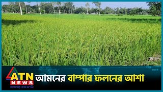 আমনের বাম্পার ফলনের আশা কৃষকের | Sherpur Amon Dhan | ATN News