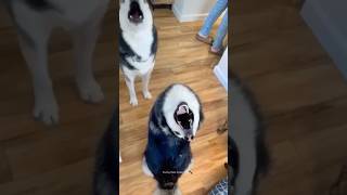 Husky Expectations / Reality🤣 Normal dogs vs Huskies | Huskies are pro at saying NO #husky #shorts