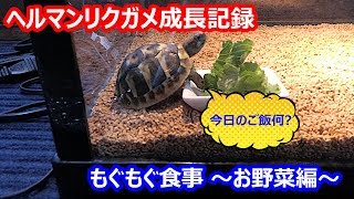 ヘルマンリクガメ飼育 ヘンリーのもぐもぐ食事 ～お野菜編～