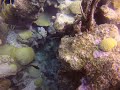 spotted trunkfish