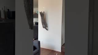 猫 ロックオン Cat lock-on #shorts #catvideos #猫動画