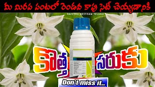 మీ మిరప పంటలో రెండవ కాపు సెట్ చెయ్యడానికి | Mirapa panta lo | @RaiythuNesthamTelugu