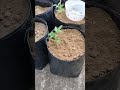 টমেটো চারা রোপণ করার সঠিক নিয়ম planting tomato plants sideways. tomato টমেটো