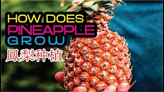 how do pineapple grow  | 菠萝长在哪  | 菠萝树种植  | 鳳梨种植  | 菠萝树怎样种