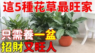 注意了！家裡養這5種花草，招財又旺人，千萬不要錯過！【菩提小師父】