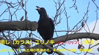 ③癒し【カラス】ユリノキ（チューリップ）に咥えて止まった。粕屋ドームの広場の薔薇の花。冬の駕与丁公園・散歩風景