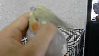 オカメインコのレキをなでなでする