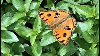 目玉模様がまるでゲイラカイト　 沖縄の蝶　タテハモドキ　Junonia almana