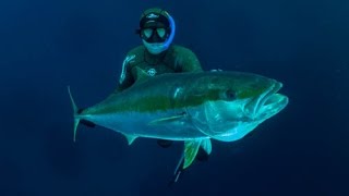 Spearfishing for kingfish in New Zealand