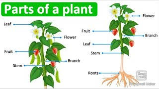 Parts of plants | Different parts of plants | Part of plants and their functions | Parts of a plant