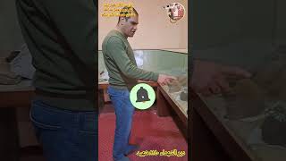 حصرى المجد ليك يارب أجساد شهداء  لم تتحلل من دير الشهداء أخميم سوهاج