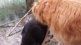 Toller Runo, Luna and ducks