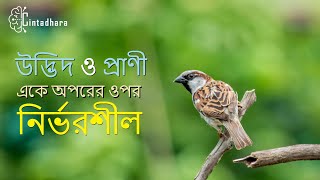 উদ্ভিদ ও প্রাণী একে অপরের ওপর নির্ভরশীল | Plants and animals depend on each other bangla.