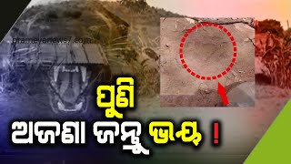 ଅଜଣା ପଶୁ ଗ୍ରାବର ଭୟ ନବରଙ୍ଗପୁର ଗାଁ |