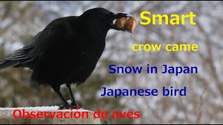 Smart crow came.2025.2.7 Snow in Japan.定点カメラ Japanese wild bird.Crow is smart. Observacion de aves.