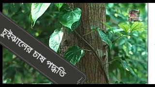 চুইঝালের চাষ পদ্ধতি ও ঔষধি গুনগুন,,,,,,,