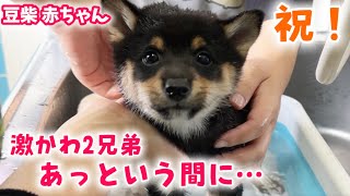 【豆柴犬】激かわ赤ちゃん兄弟がついに卒業を迎えました🌸【子犬と癒し】まめしば亭ブログvlog