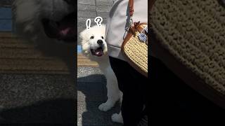 イタズラしてくる超大型犬の子犬を驚かせてみたら反応が可愛すぎた #グレートピレニーズ #shorts #犬