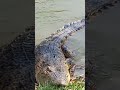 বরগুনার কুমির barguna crocodile