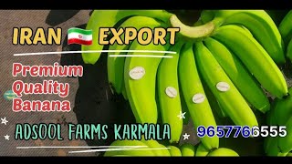 Banana Export To Iran | Premium Quality Banana | Adsool Farms Karmala 9657766555 | Guide Ganesh Mane