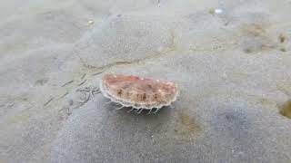 MOLLUSC ON A MISSION: Hilarious Scallop Scoots Away From Its Problems