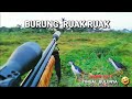 BERBURU BURUNG  RUAK RUAK  || SHARP PHONIEK MENOLAK PUNAH