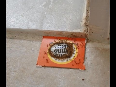 How to Get Rid of Sugar Ants in Home How to Get Rid of Sugar Ants in Home