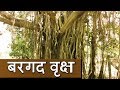 Bargad Ka Vriksh | Banyan Tree Significance | Kamlesh Upadhyay