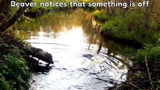 Time-lapse of a beaver building a dam