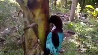 හොට පැටලවුනු Kotoruwa - woodpecker කෙසේල් ගහේ හොට පැටලවුනු කොට්ටෝරුවා