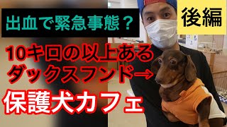 保護犬カフェ印西店【こんなのみたことない】１０キロ以上あるダックスフンドに会いに行こう【後編】