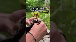 howto help a sad looking potted plant planttips plantsoftiktok LearnOnTikTok garden gardening plants