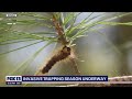 Invasive trapping season underway in Washington | FOX 13 Seattle