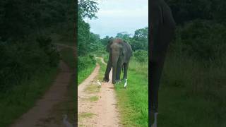 එයා ඉස්සරහට එද්දිනම් බය උනා🐘🙃#elephant #beautiful #travel #life