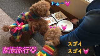 【GW旅行2018】⑥ 御馳走食べたよ💓トイプードルのロージー・シェリ・ジェム